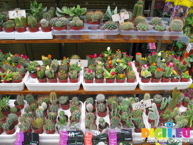 20528 Cactus stall